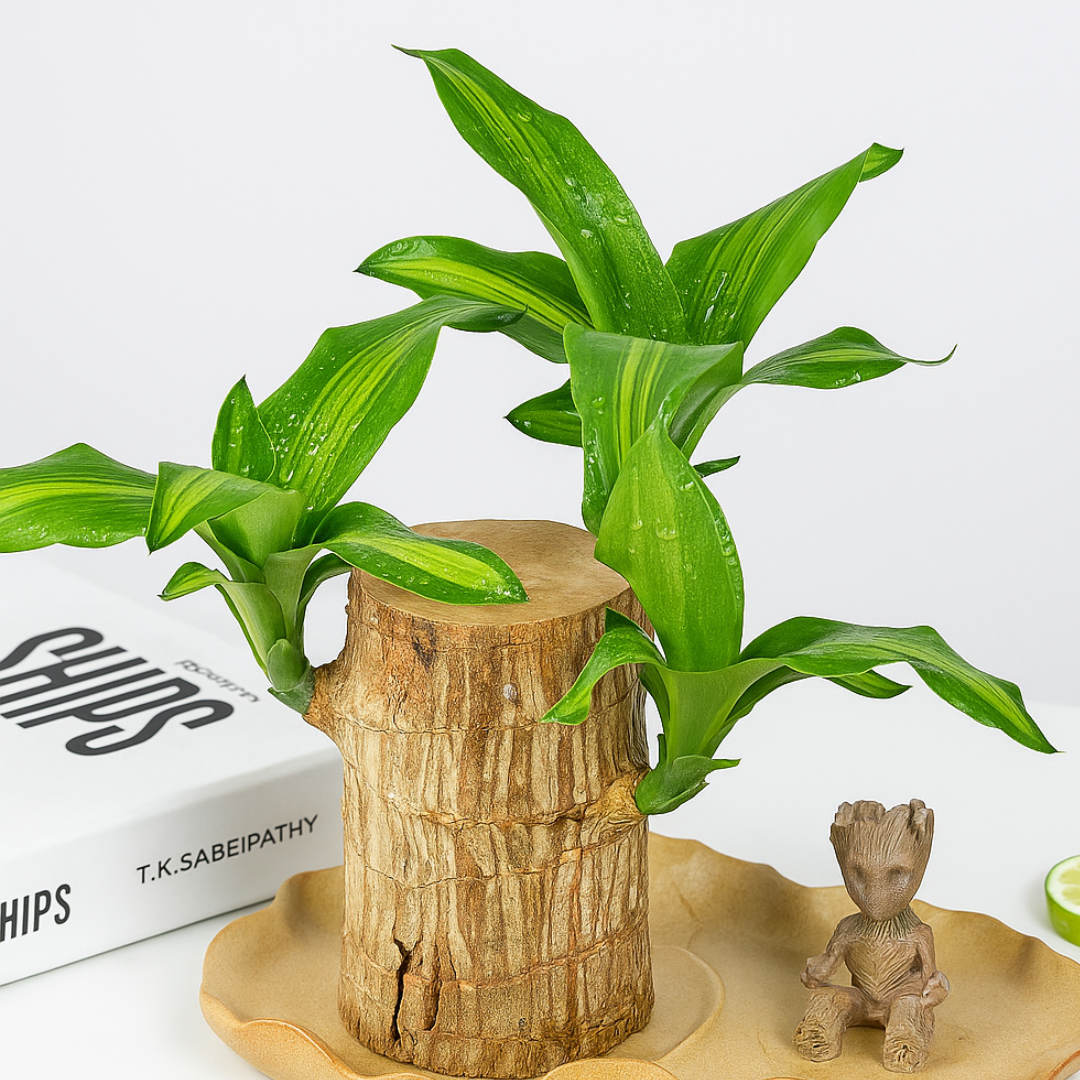 Green Lucky Brazil Wood Plant ( Pack Of 1 )